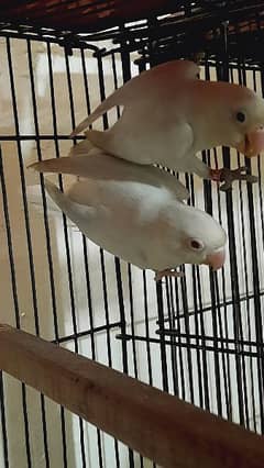 Albino Black Eye split red breader pair