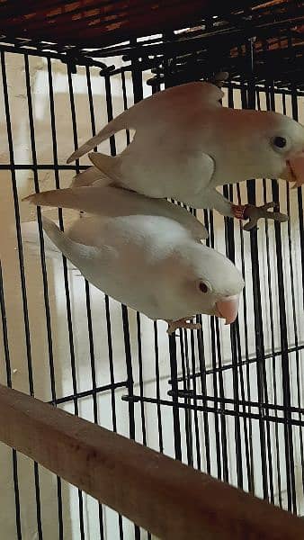 Albino Black Eye split red breader pair 1