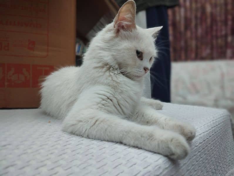 Persian cat for sale 3