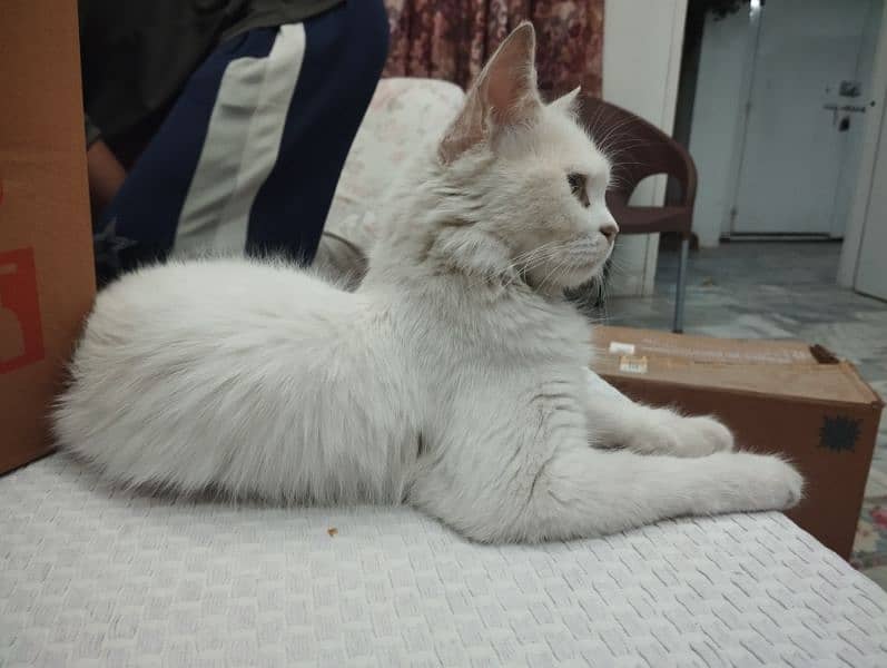 Persian cat for sale 4