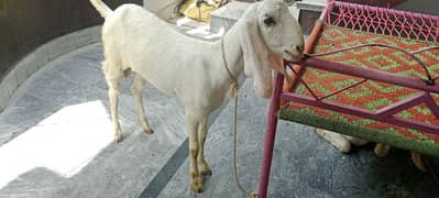 Rajanpuri Ghulabi Goat age 1 year