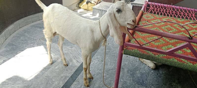 Rajanpuri Ghulabi Goat age 1 year and 4 months 1