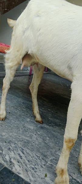 Rajanpuri Ghulabi Goat age 1 year and 4 months 2