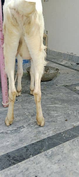 Rajanpuri Ghulabi Goat age 1 year and 4 months 3