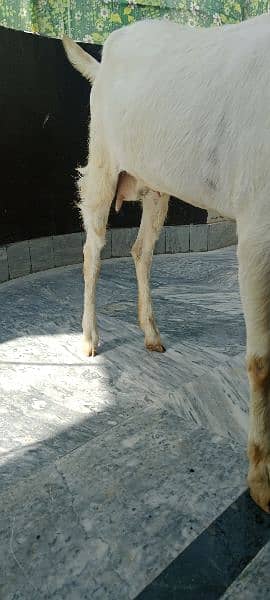 Rajanpuri Ghulabi Goat age 1 year and 4 months 4