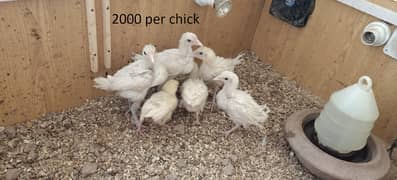 Heera cross chicks, pathay pathian, murga murgi, mianwali Lakha chicks