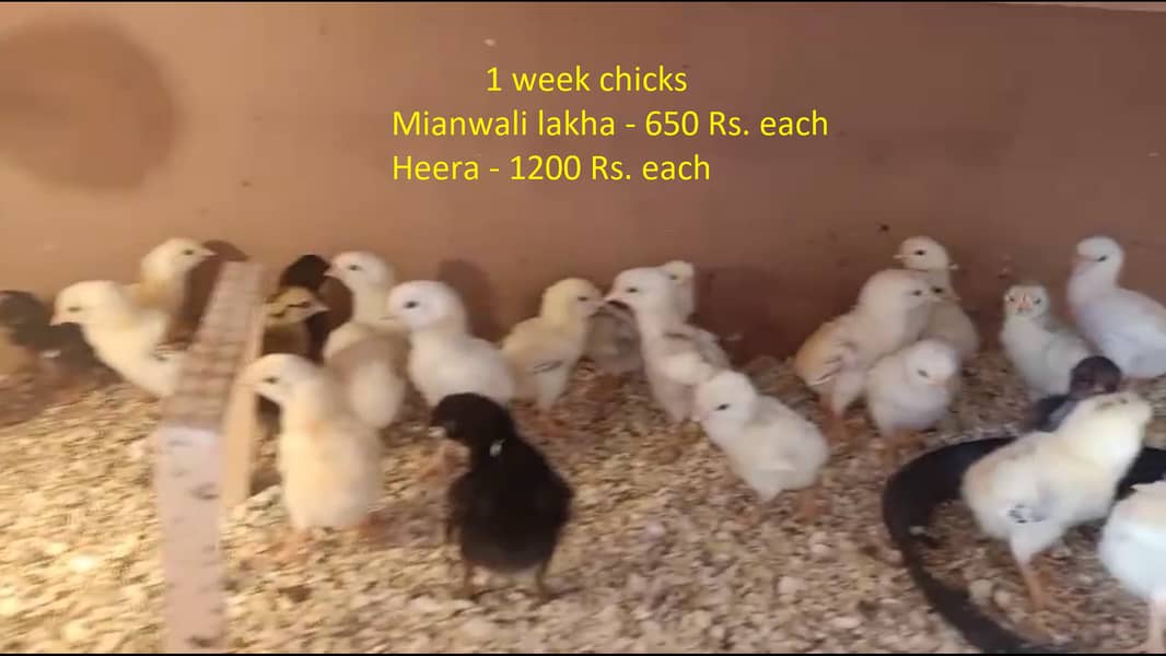 Heera chicks, pathay pathian, murgay murgian, aseel mianwali Lakha 3