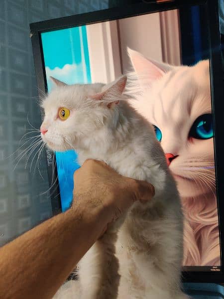 Persian Female Tripple Coated Cat Odd eyes Urgent sale 4