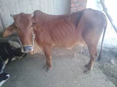 sahiwal cow with wasi