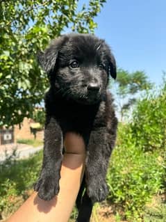 black german shapherd puppy 45 days