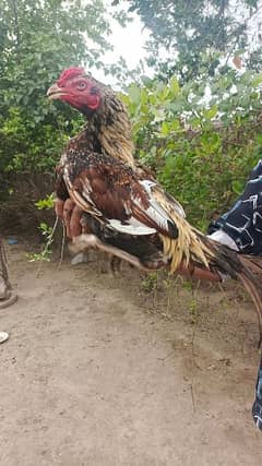 aseel  quality bird aseel breeder