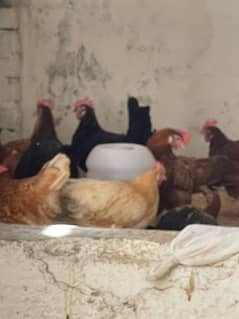 egg laying hens