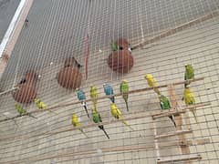 Budgies