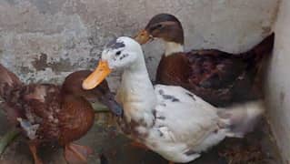 duck