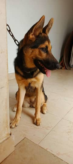 Female German Shepherd for Sale Grow in Home