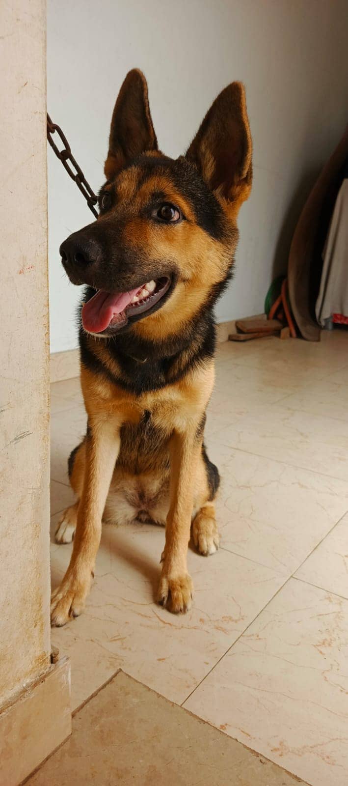 Female German Shepherd for Sale Grow in Home 1