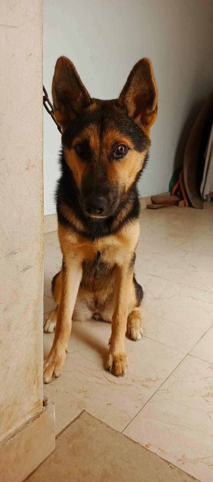 Female German Shepherd for Sale Grow in Home 2