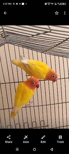 Pair Of Lotino Parsnata black eyes,male Sable, Female Albino