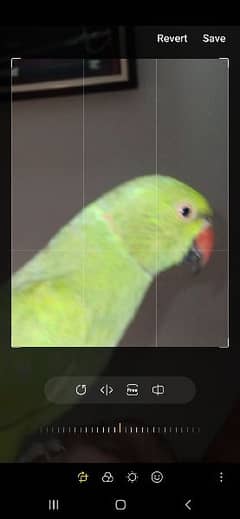 GREEN RINGNECK TALKING HAND TAMED MALE. TALKING IN CAGE MOSTLY.