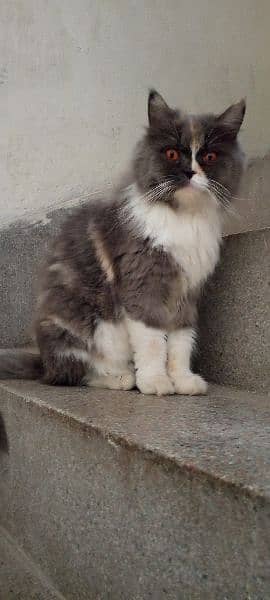 cute Persian cat available 6