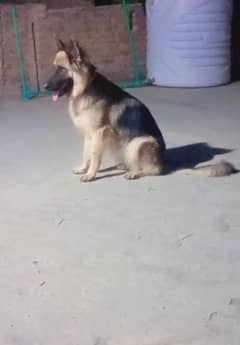 German shepherd