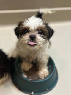 shihtzu male pup 4 months