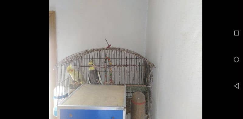 cocktail pair for sale with cage box and dispensers 0