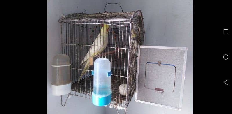 cocktail pair for sale with cage box and dispensers 2