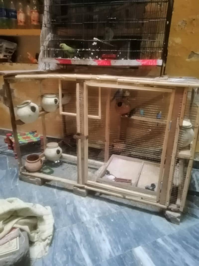 Australian Parrot with Cage 1