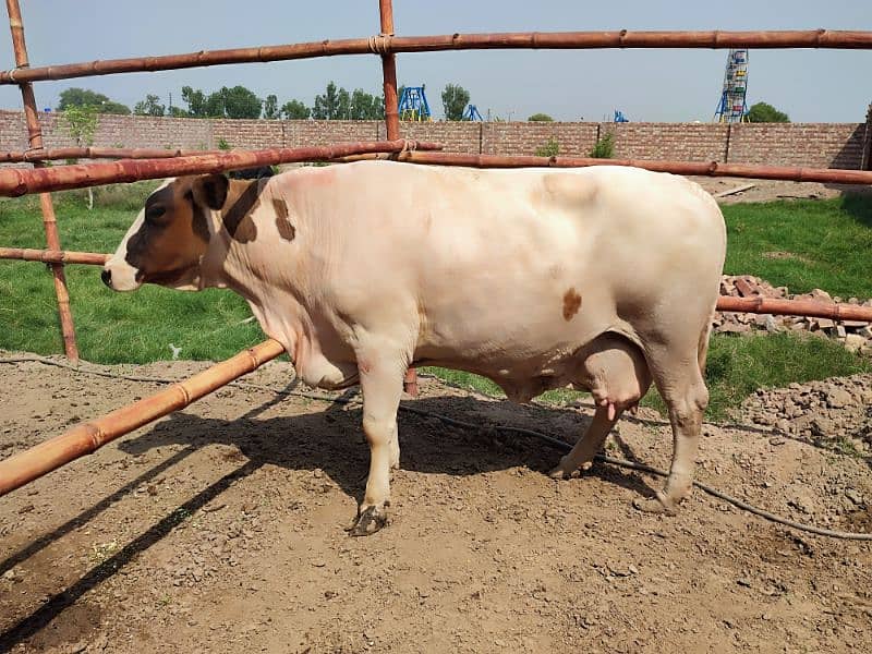 pure Fresion cow, walaiti gay for sale 4