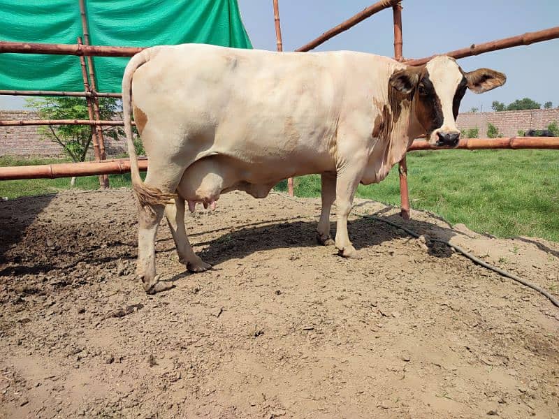 pure Fresion cow, walaiti gay for sale 7