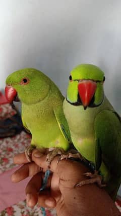 ringneck parrot for sale in 20000 they lay eggs