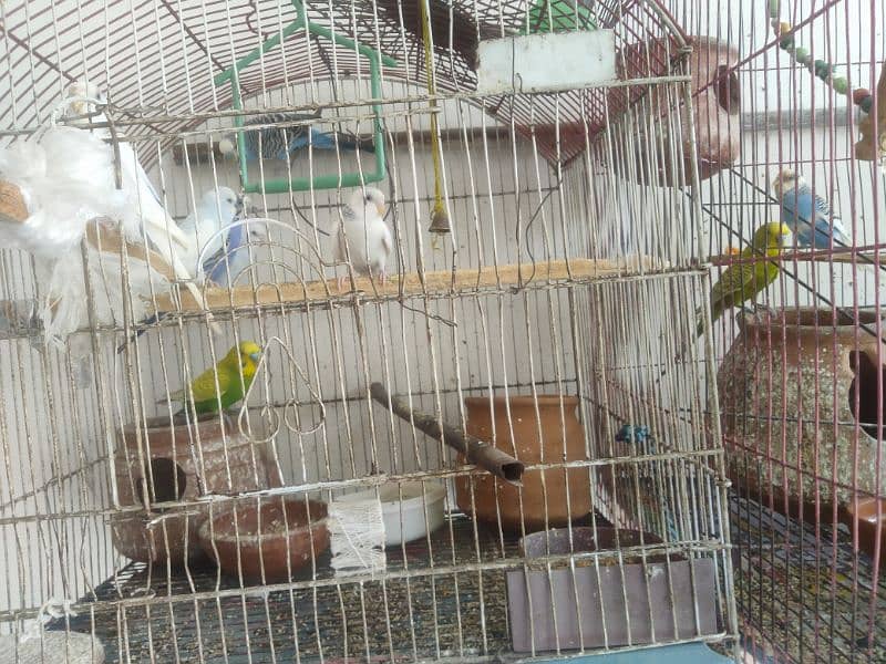 0312-1640079 Hand-Raised Australian Parrots 0