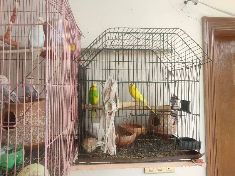 0312-1640079 Hand-Raised Australian Parrots 2