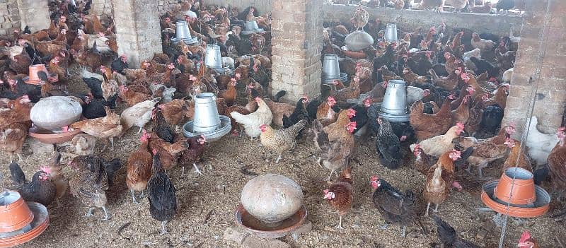 Golden Misri Hens For Sale 0