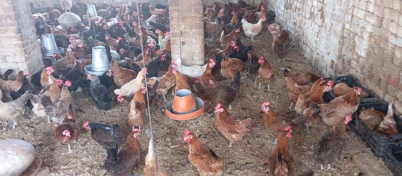 Golden Misri Hens For Sale 2