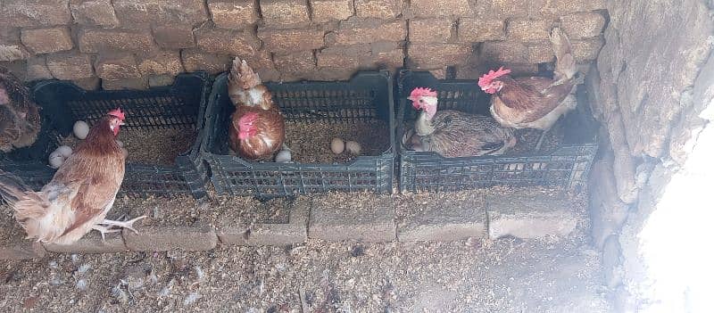 Golden Misri Hens For Sale 3