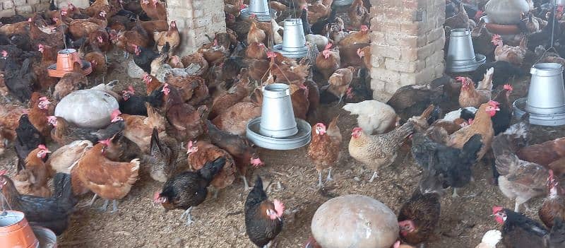 Golden Misri Hens For Sale 4