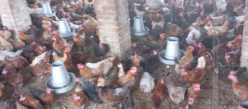 Golden Misri Hens For Sale 5