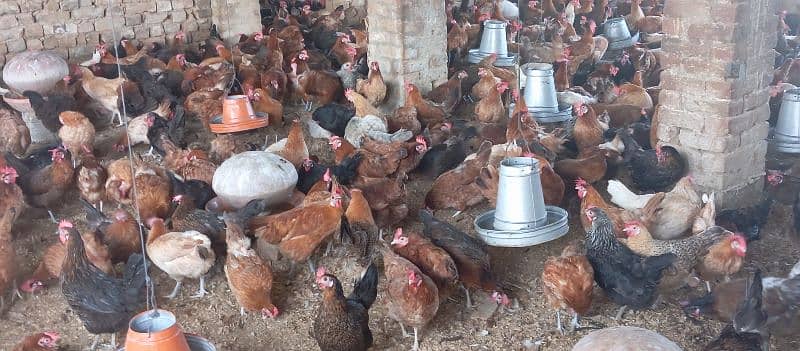 Golden Misri Hens For Sale 9