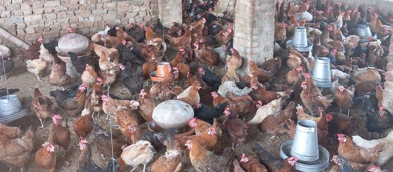 Golden Misri Hens For Sale 10