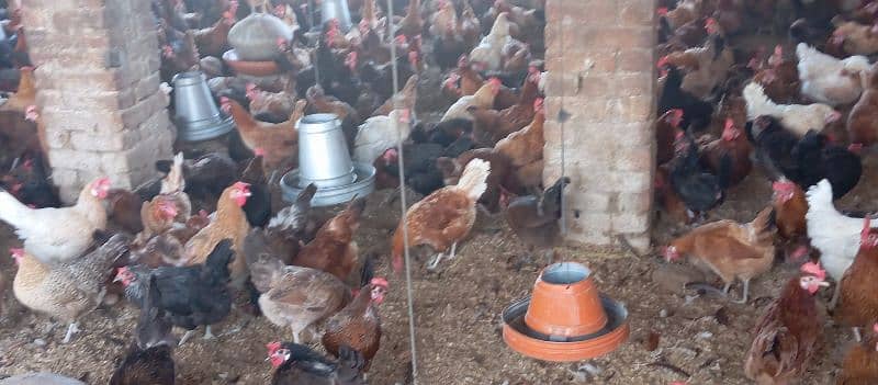 Golden Misri Hens For Sale 12