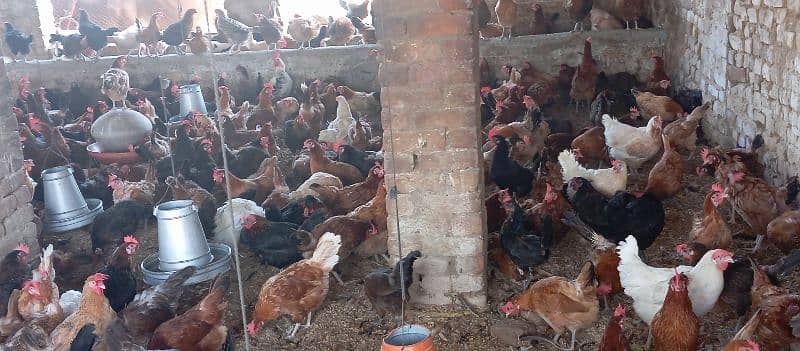 Golden Misri Hens For Sale 13