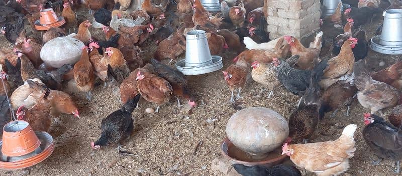 Golden Misri Hens For Sale 14