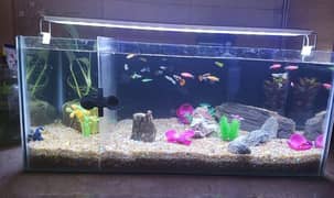 Aquarium with complete Accessories for Sale