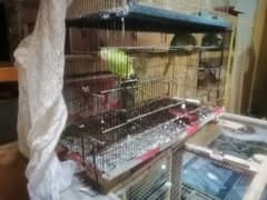 Green Parrots Breeder Pair