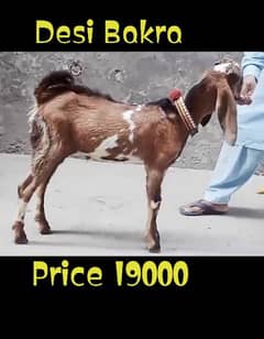 Desi Bakra