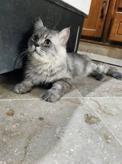 gray adult male cat for sale