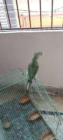 parrot