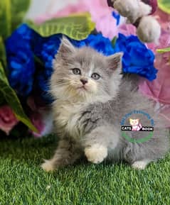 pure white/grey triple long coated Persian kitten